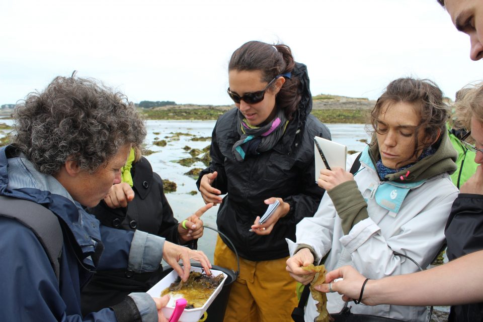 Stage "Ecologie marine : typologie des habitats benthiques littoraux"